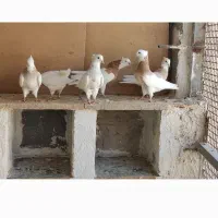 طوقی|پرنده|شیراز, دروازه اصفهان|دیوار