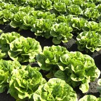 حراج کاهو رسمی درجه یک ورامین