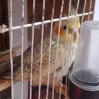 عروس هلندی ماده بالغ