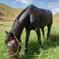 مادیان فروشی