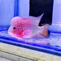 فلاور تایلندی جفت مولد و تک زیر قیمت همه جا|ماهی|نسیمشهر, |دیوار