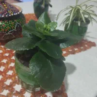 گل های کوچیک|گل و گیاه طبیعی|سلمان‌شهر, |دیوار