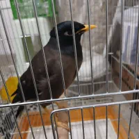 مرغ مینا شاه تخم