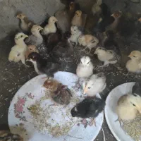 جوجه مرغ محلی 15روزه