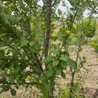 فروش و تهاتر زمین ۸۰۰۰ متری در یوسف اباد صیرفی|فروش زمین و ملک کلنگی|شهریار, یوسف آباد صیرفی|دیوار