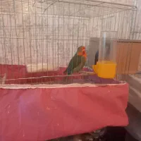 طوطی برزیلی|پرنده|کوهدشت, |دیوار