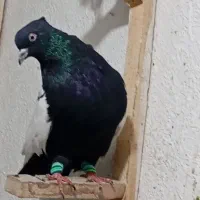 سینه تافته ای وتعداد۶عدد سینه سیاه فوق العاده|پرنده|مرودشت, ابوذر شمالی|دیوار