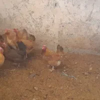 مرغ تخم گذار