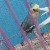 عروس هلندی نر