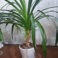 فروش گل ها زیر قیمت بخاطر نبود گلخانه|گل و گیاه طبیعی|شاندیز, |دیوار