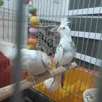 یه جفت عروس هلندی|پرنده|قم, ولیعصر|دیوار