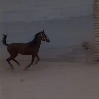 کره عرب مادیان