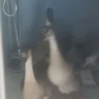 بوقلمون قوغاز
