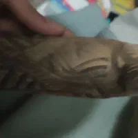 دو عدد تنه قلیون سرخه دار