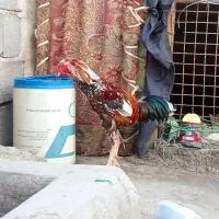 خروس محلی وچابهاری