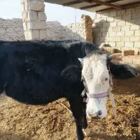 گاو فروشی|حیوانات مزرعه|زابل, |دیوار