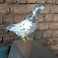 ساده افشون سوسکی بزک|پرنده|مشهد, ثامن|دیوار