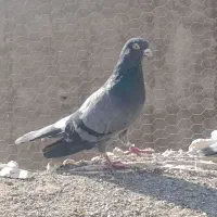 کبوتر کفتر تهرانی