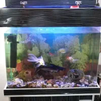 آکواریوم بزرگ|ماهی|فردیس, سرحدی|دیوار