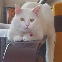 گربه پرشین آنکارا