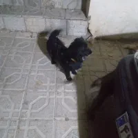 سگ پاپی خونگی حرف گوش کن|سگ|سمیرم, |دیوار