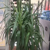 گل یوکا|گل و گیاه طبیعی|اسلامشهر, شهرک مفیدی|دیوار