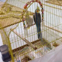 عروس هلندی|پرنده|رودبنه, |دیوار