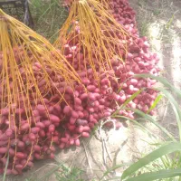 خوشه مضافتی خریدارم