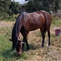 مادیان گمشده|اسب و تجهیزات اسب‌سواری|قزوین, |دیوار