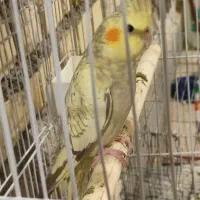 طوطی عروس هلندی سر حال موقع تخم گذاشتن 2ماده1نر