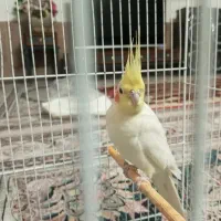 عروس هلندی|پرنده|تربتحیدریه, هاشمینژاد|دیوار