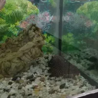 آکواریم شیشه خم شرکتی|ماهی|کنگاور, |دیوار