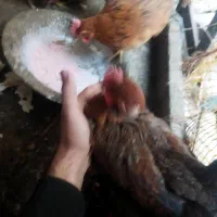 مرغ و خروس|حیوانات مزرعه|بهارستان, |دیوار