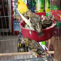 جوجه سهره قناری