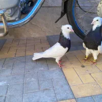 کبوتر طوقی