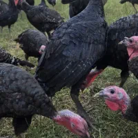 فروش بوقلمون و مرغ هر کدام ۱۰۰ عدد، تکی فروش داریم|حیوانات مزرعه|میاندوآب, |دیوار