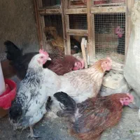 مرغ تخم گذار