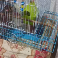 پرنده خوش آواز و فعال|پرنده|تبریز, |دیوار