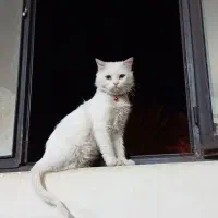 واگذاری گربه پرشین