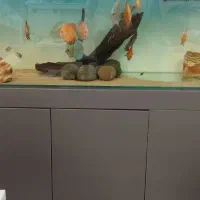 آکواریوم APA و فیلتر سطلی دیسکس|ماهی|شیراز, آبیاری|دیوار