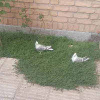 ۳عدد کبوتر|پرنده|قم, میرزائیه|دیوار
