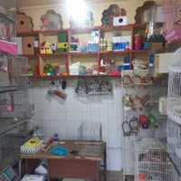 پرنده سرای بیزیم قناری در سیلاب قوشخانه|پرنده|تبریز, |دیوار