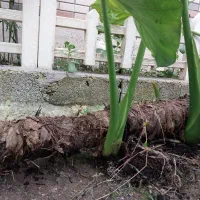 بابا آدم ۳تا بزرگ|گل و گیاه طبیعی|رشت, پیرکلاچای|دیوار