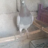 چهارتا کفتر فروشی