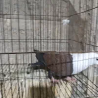 ماده مخمل قهوه ای|پرنده|فلاورجان, |دیوار