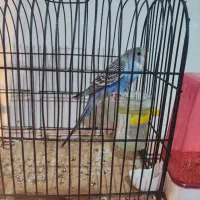 مرغ عشق جفت سلامت|پرنده|اسلام‌شهر, شهرک امام حسین (میان آباد)|دیوار