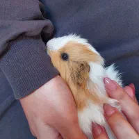 خوکچه هندی آمریکایی بامزه