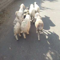 چند رس  گوسفند سرحال چاق مناسب