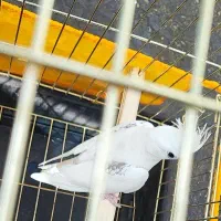 عروس هلندی گمشده