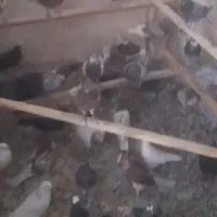 جوجه گم شده|پرنده|قم, شاد قلی|دیوار